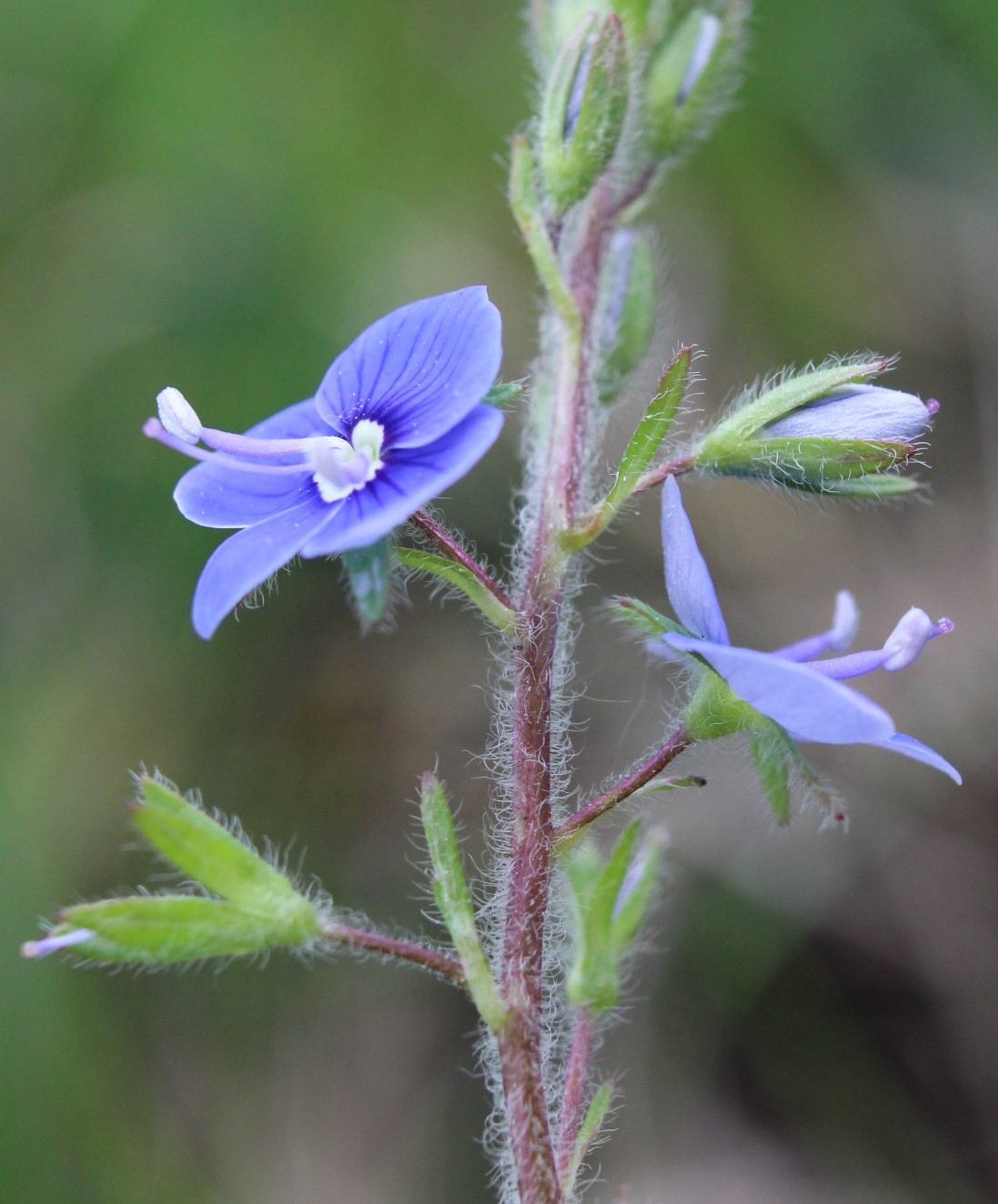 Image of Veronica chamaedrys specimen.