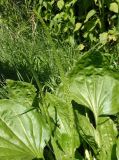 Plantago major