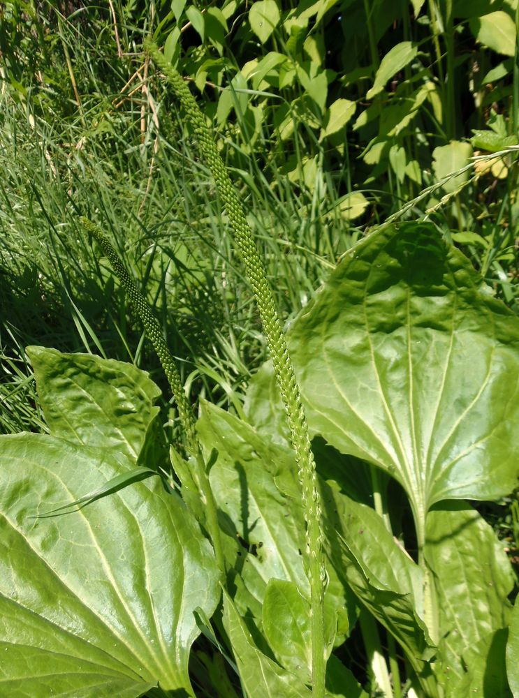 Image of Plantago major specimen.