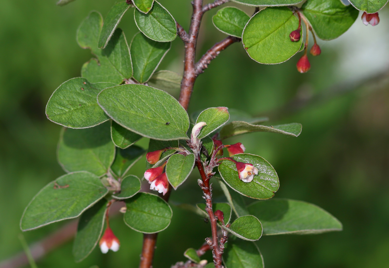 Изображение особи Cotoneaster melanocarpus.