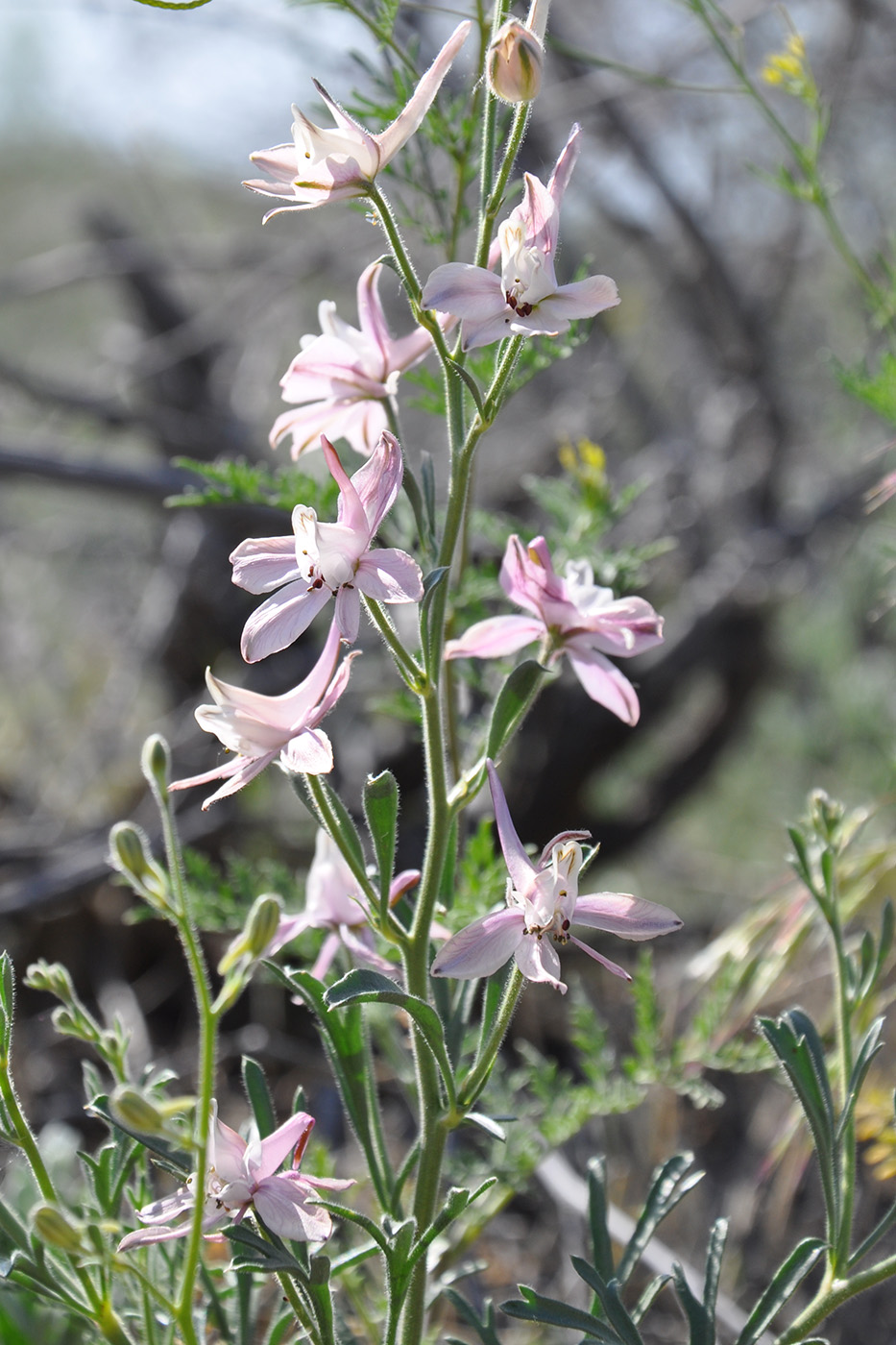 Image of Delphinium camptocarpum specimen.