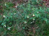 Melampyrum pratense. Цветущее растение (Melampyrum vulgatum). Украина, Волынская обл., Ратновский р-н, северо-восточные окрестности с. Комарово, сосновый лес на дюне. 26 июля 2010 г.