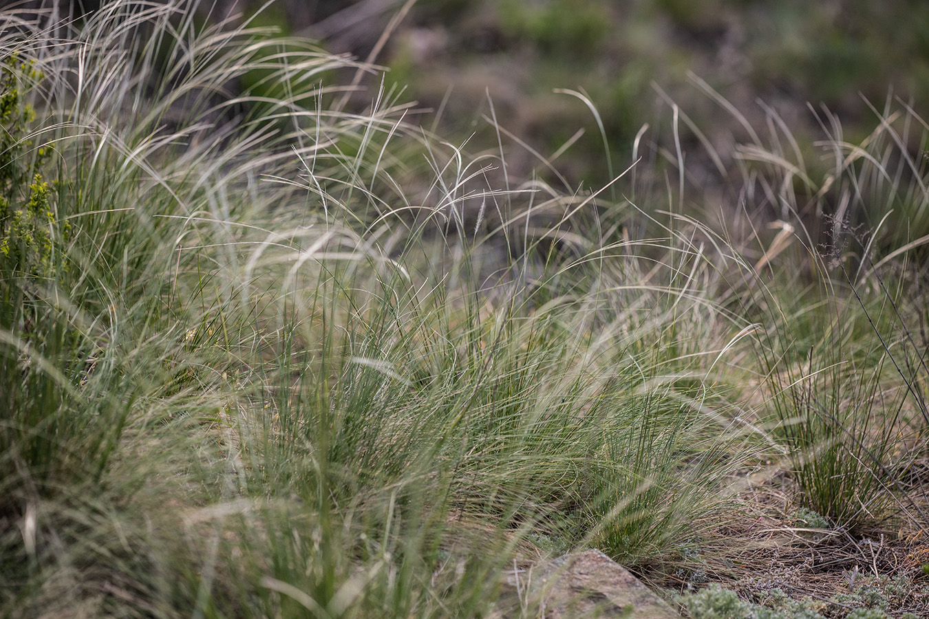 Изображение особи род Stipa.