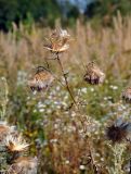 Cirsium vulgare. Верхушка усыхающего побега с соплодиями. Московская обл., окр. г. Железнодорожный, долина р. Чёрная, залежь. 06.09.2020.