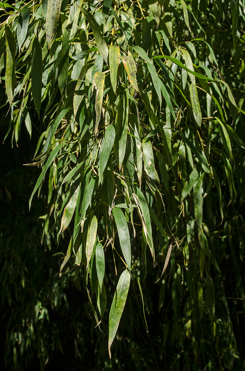 Image of familia Poaceae specimen.