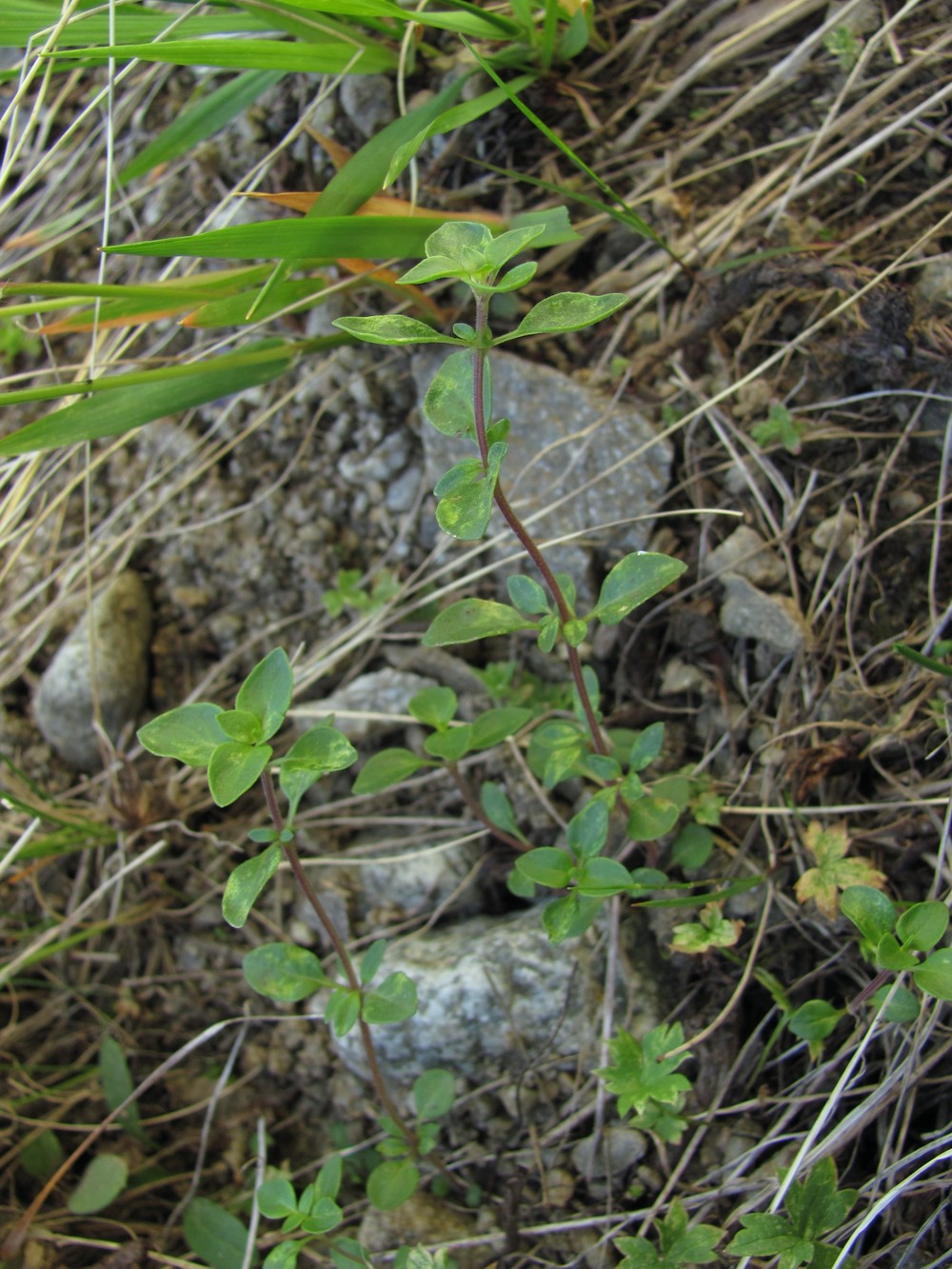 Image of genus Origanum specimen.