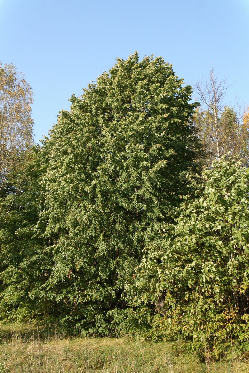 Изображение особи Tilia cordata.