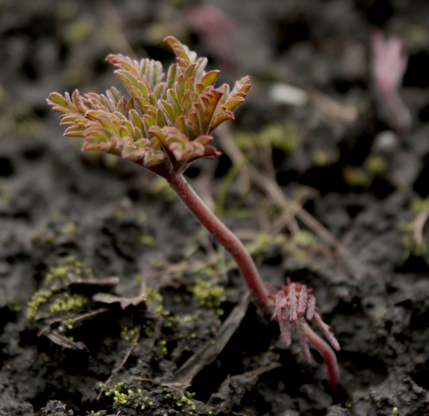 Image of Geranium tuberosum specimen.