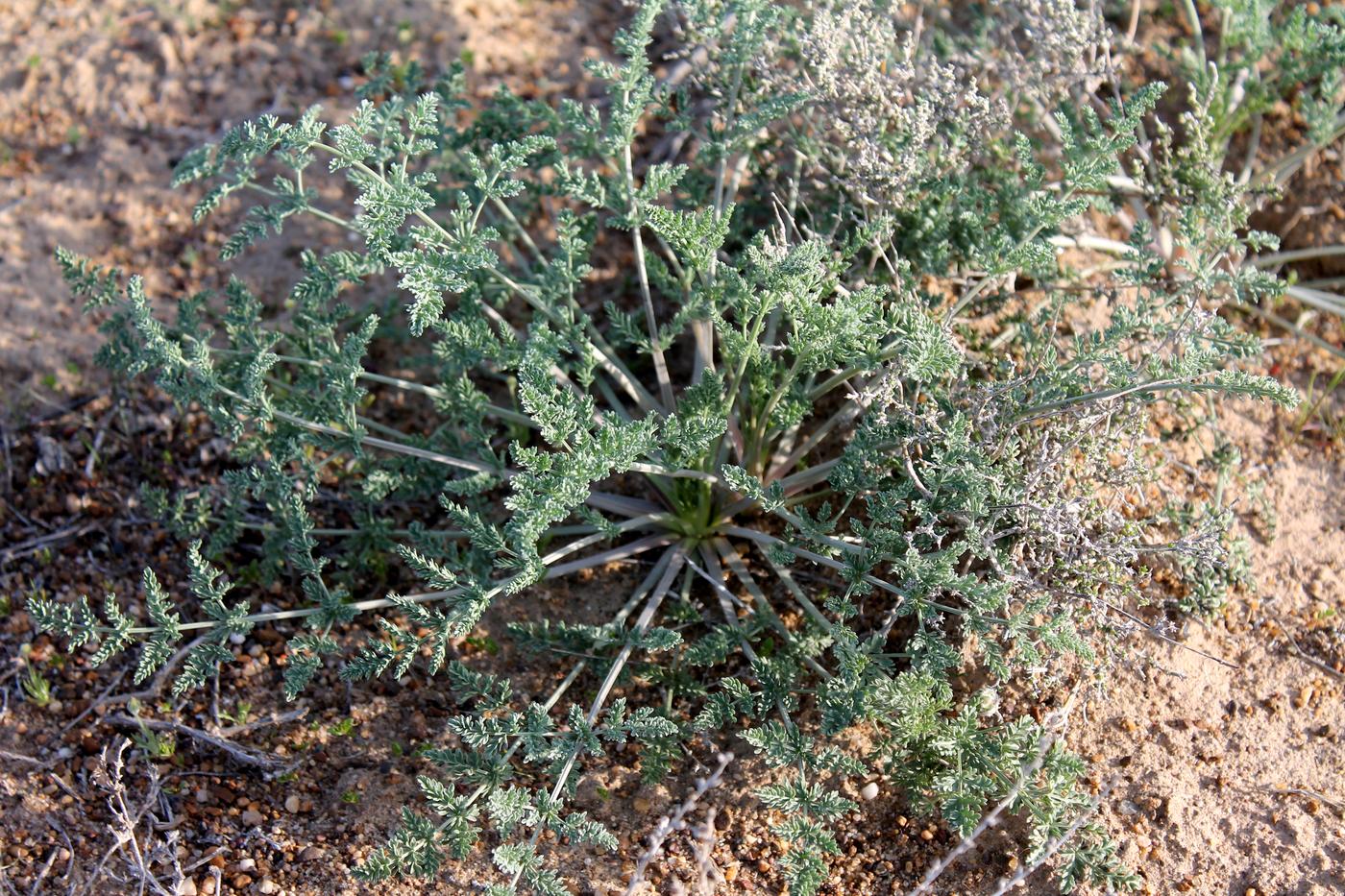 Image of Ferula nuda specimen.