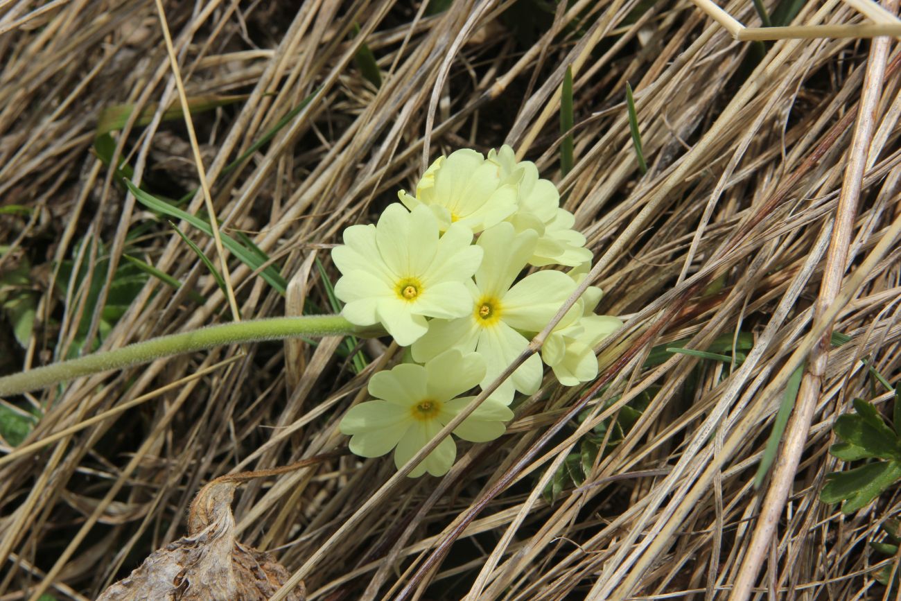 Image of Primula ruprechtii specimen.