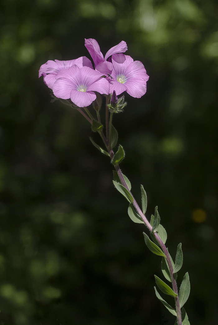 Image of Linum hypericifolium specimen.