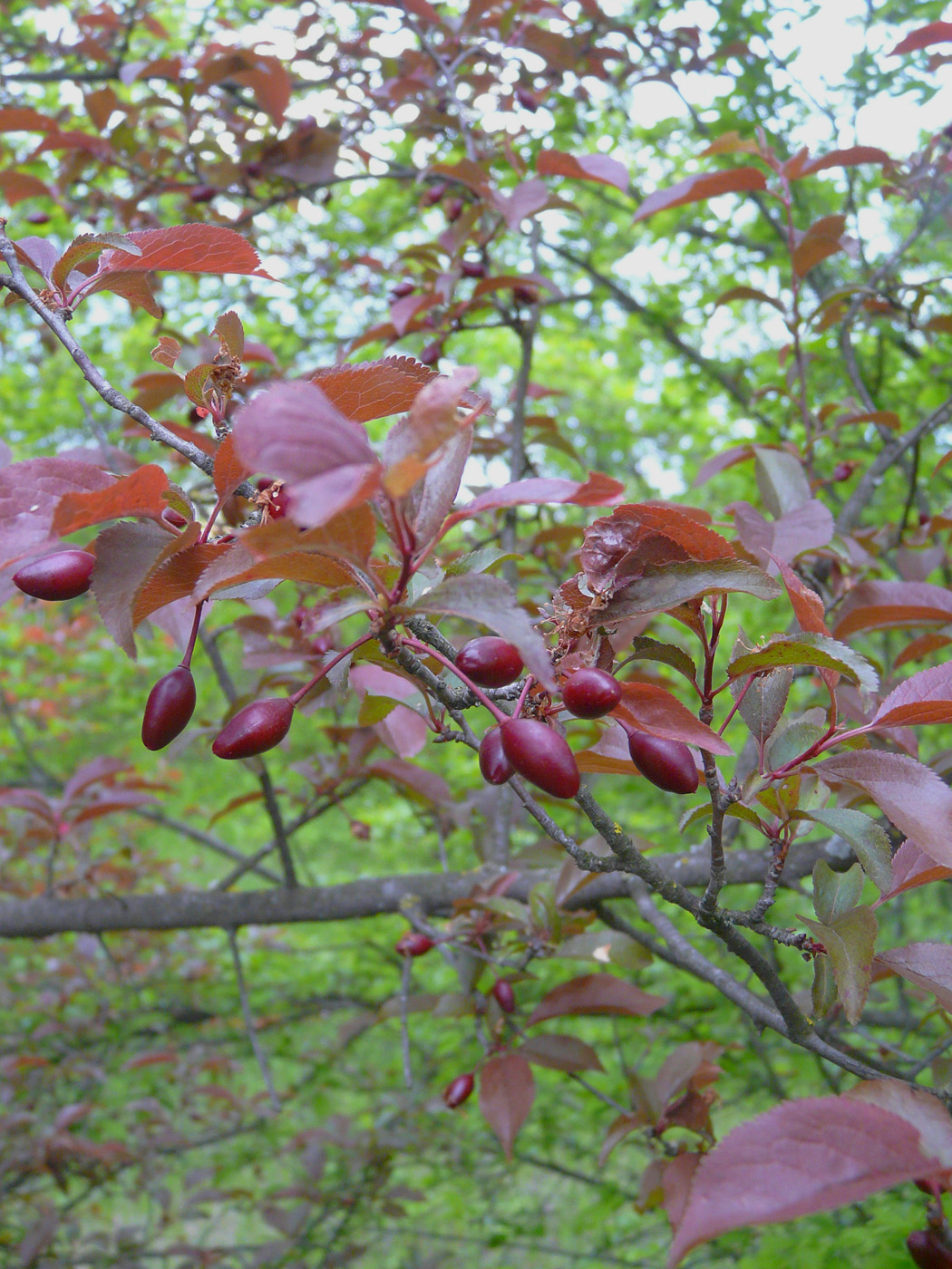 Image of Prunus cerasifera var. pissardii specimen.
