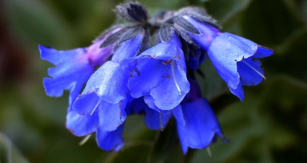 Image of Mertensia pubescens specimen.