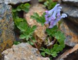 Corydalis alpestris. Цветущее растение. Республика Северная Осетия-Алания, Алагирский р-н, Большой Кавказ, правый склон ущелья реки Садон, ≈ 2980 м н.у.м., каменистый склон. 03.07.2021.