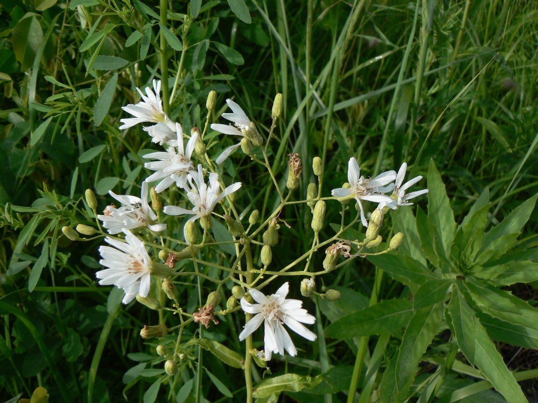 Изображение особи Lactuca sibirica.