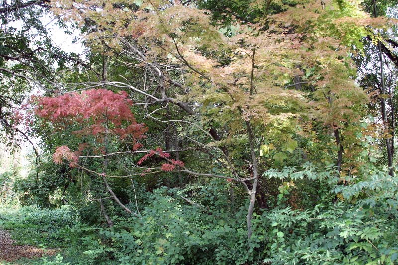 Image of Acer palmatum specimen.