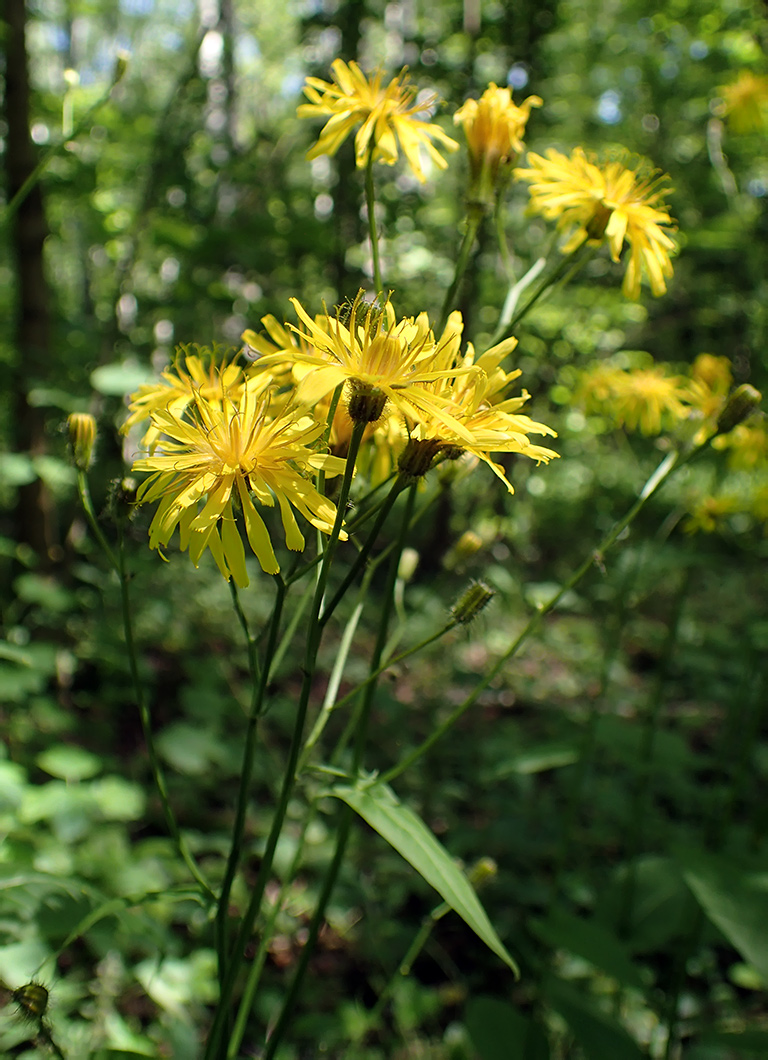 Изображение особи Crepis paludosa.