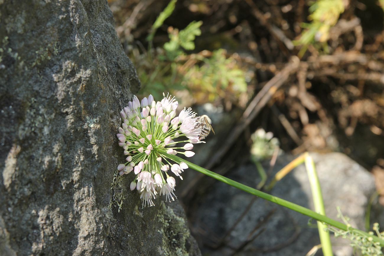 Image of genus Allium specimen.