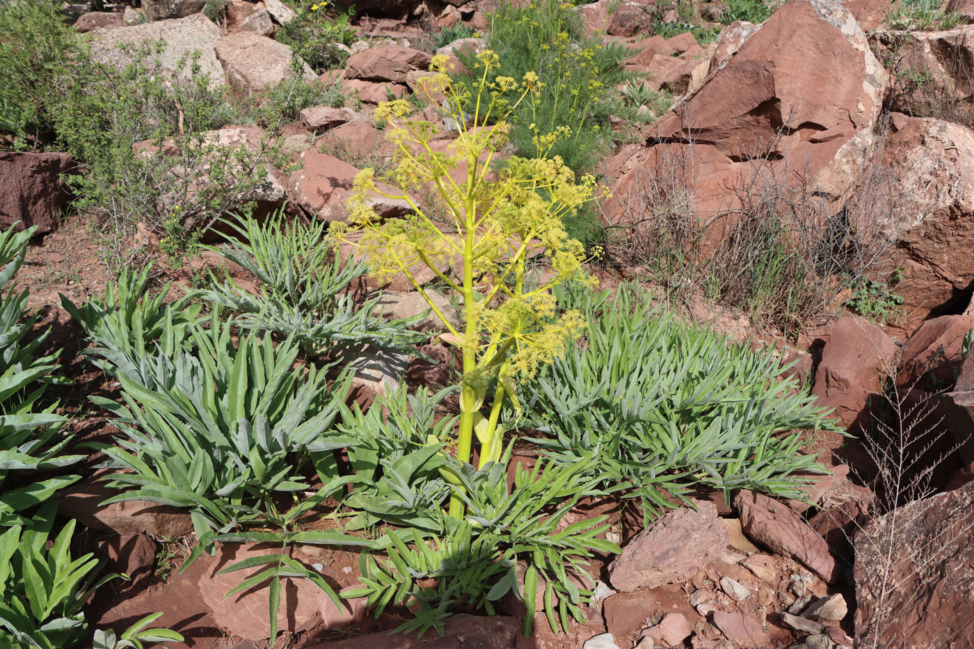 Изображение особи Ferula tadshikorum.