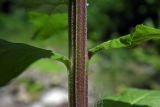 Смотреть изображение Erysimum aureum