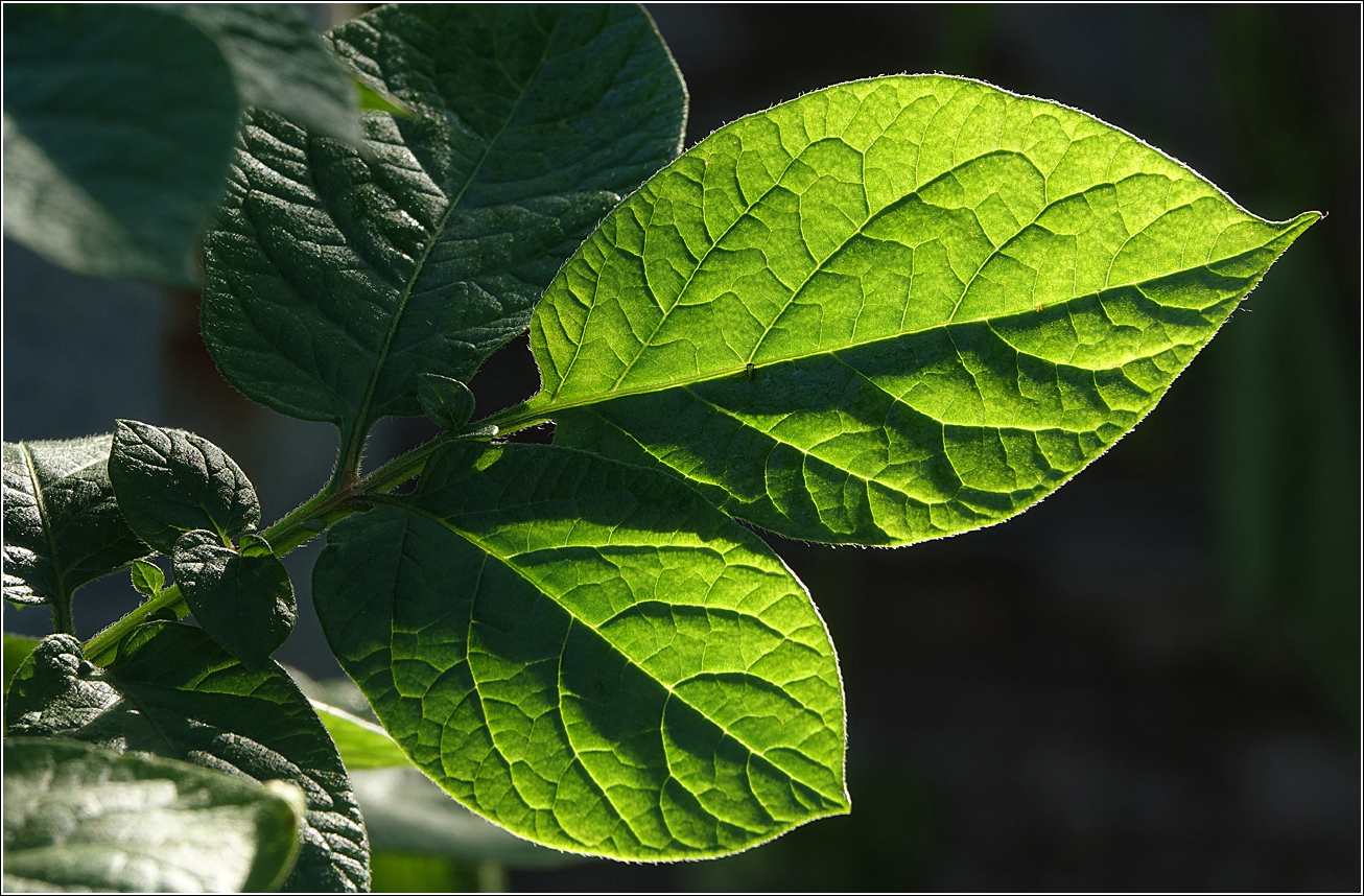 Изображение особи Solanum tuberosum.