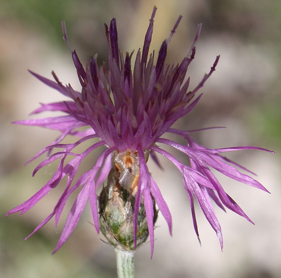 Изображение особи Centaurea sterilis.