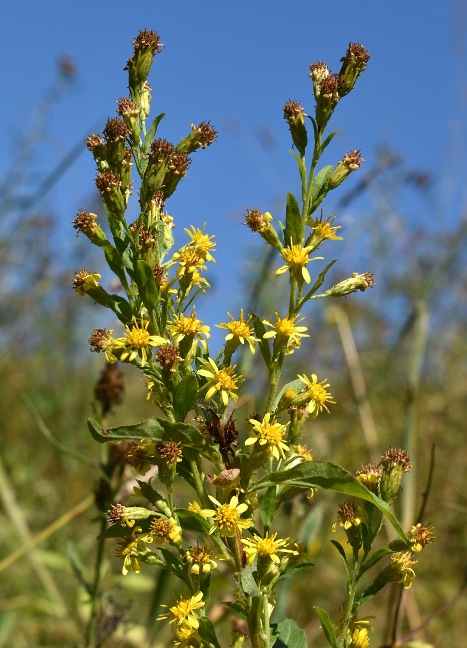 Изображение особи Solidago virgaurea.