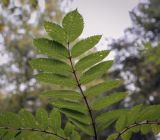 Sorbus decora. Лист (видна абаксиальная поверхность) в каплях дождя. Москва, ГБС РАН, дендрарий. 15.09.2022.