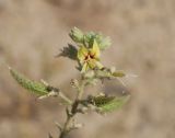 Cleome fimbriata. Верхушка соцветия с цветком и завязавшимися плодами. Узбекистан, Наманганская обл., Папский р-н, 15 км СЗЗ г. Пап, глинистая полупустыня. 20 сентября 2022 г.