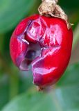Passiflora foetida. Вскрывшийся плод. Израиль, г. Бат-Ям, высокий берег Средиземного моря. 08.10.2022.