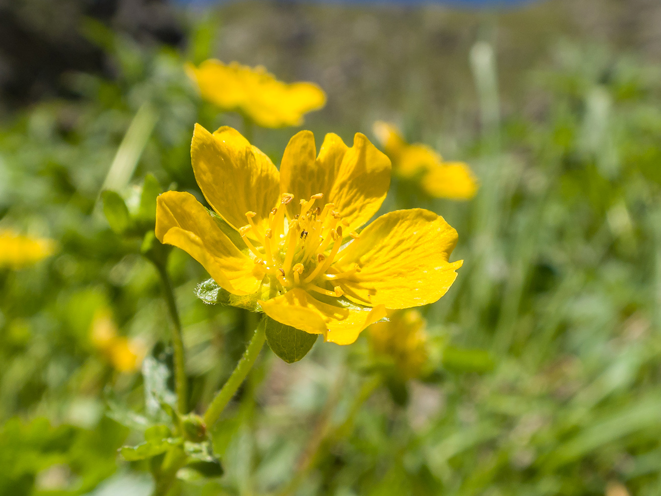 Изображение особи Potentilla ruprechtii.