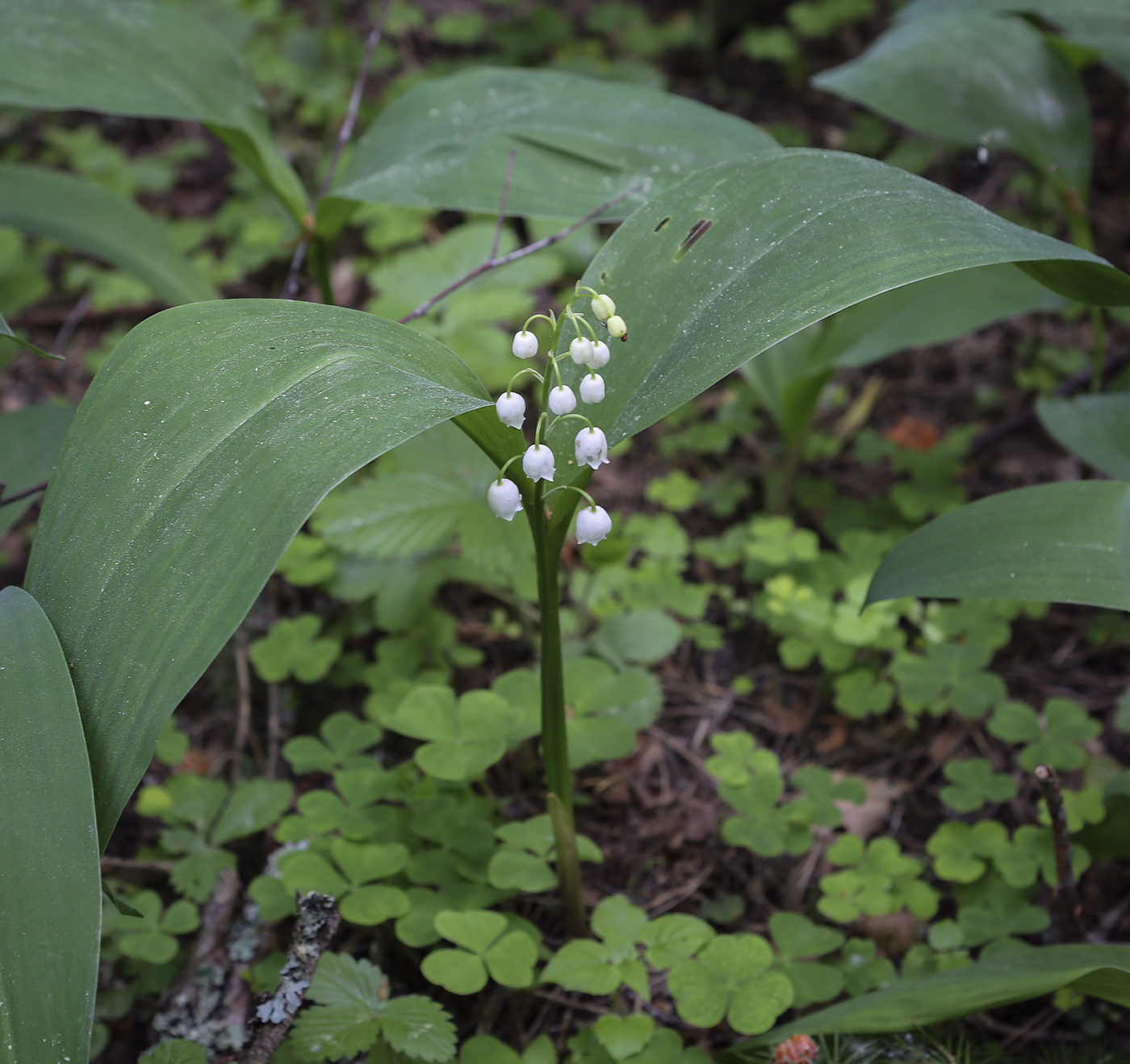 Image of Convallaria majalis specimen.