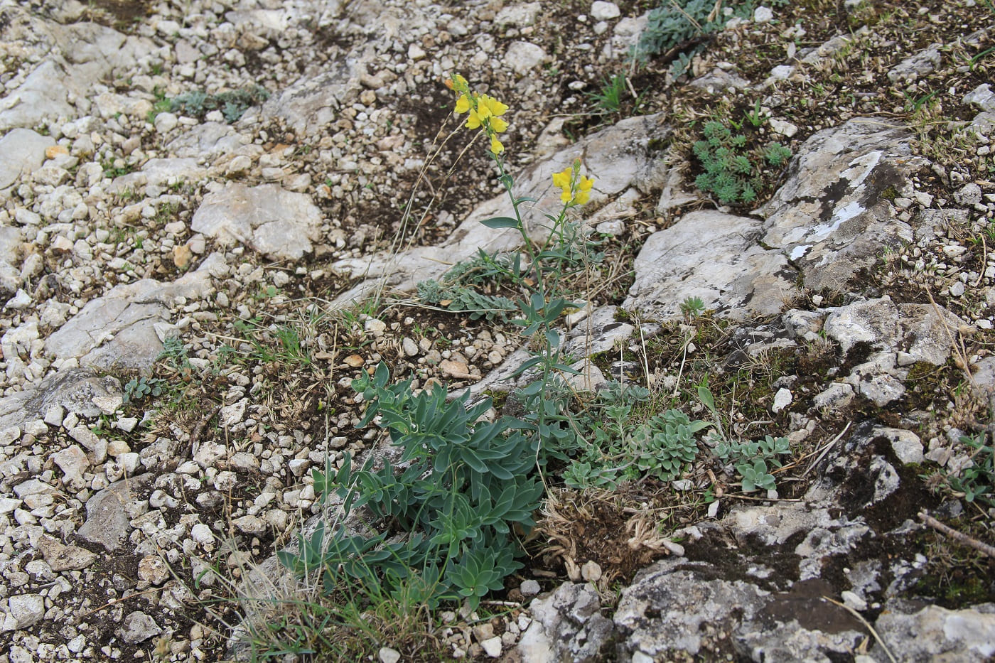 Изображение особи Linaria genistifolia.