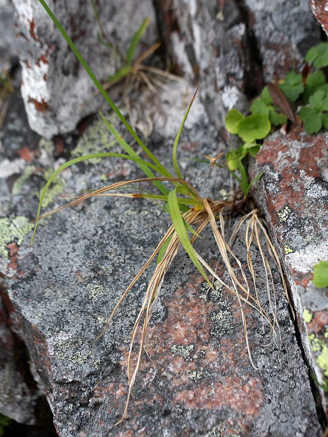 Image of Carex atrata specimen.