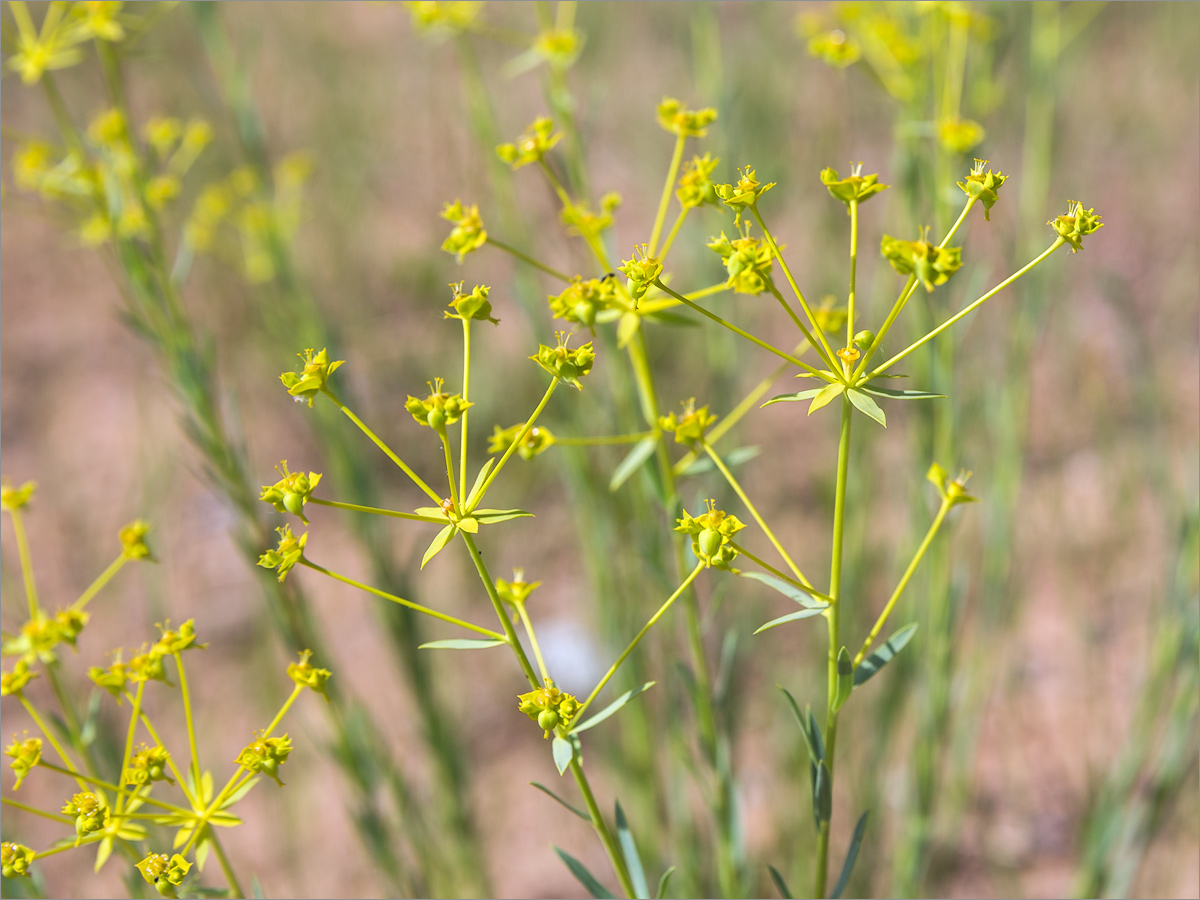 Изображение особи Euphorbia seguieriana.