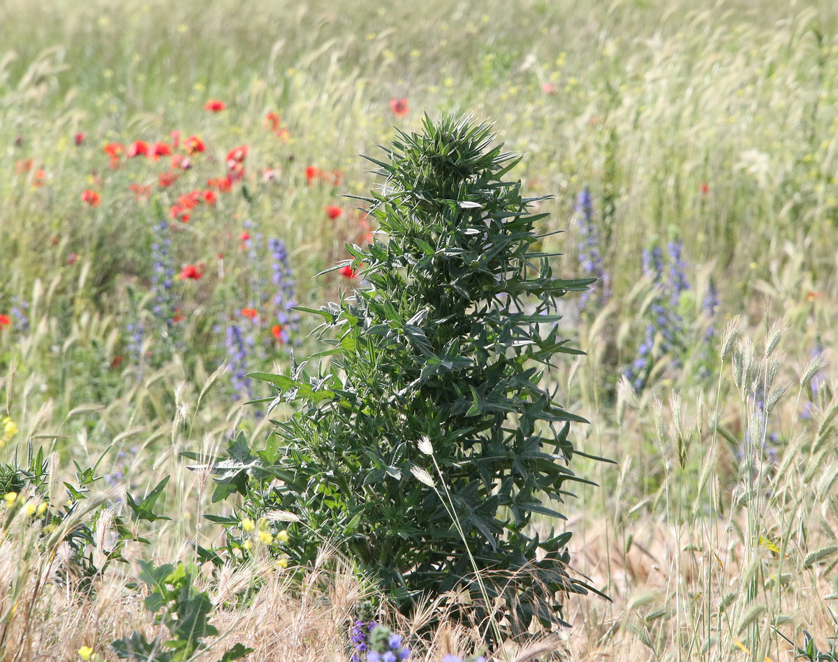 Image of Cirsium vulgare specimen.