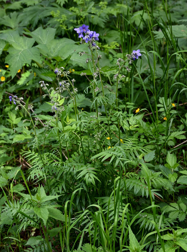 Image of Polemonium caeruleum specimen.