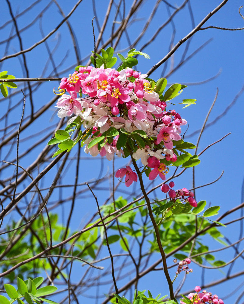 Image of Cassia javanica specimen.