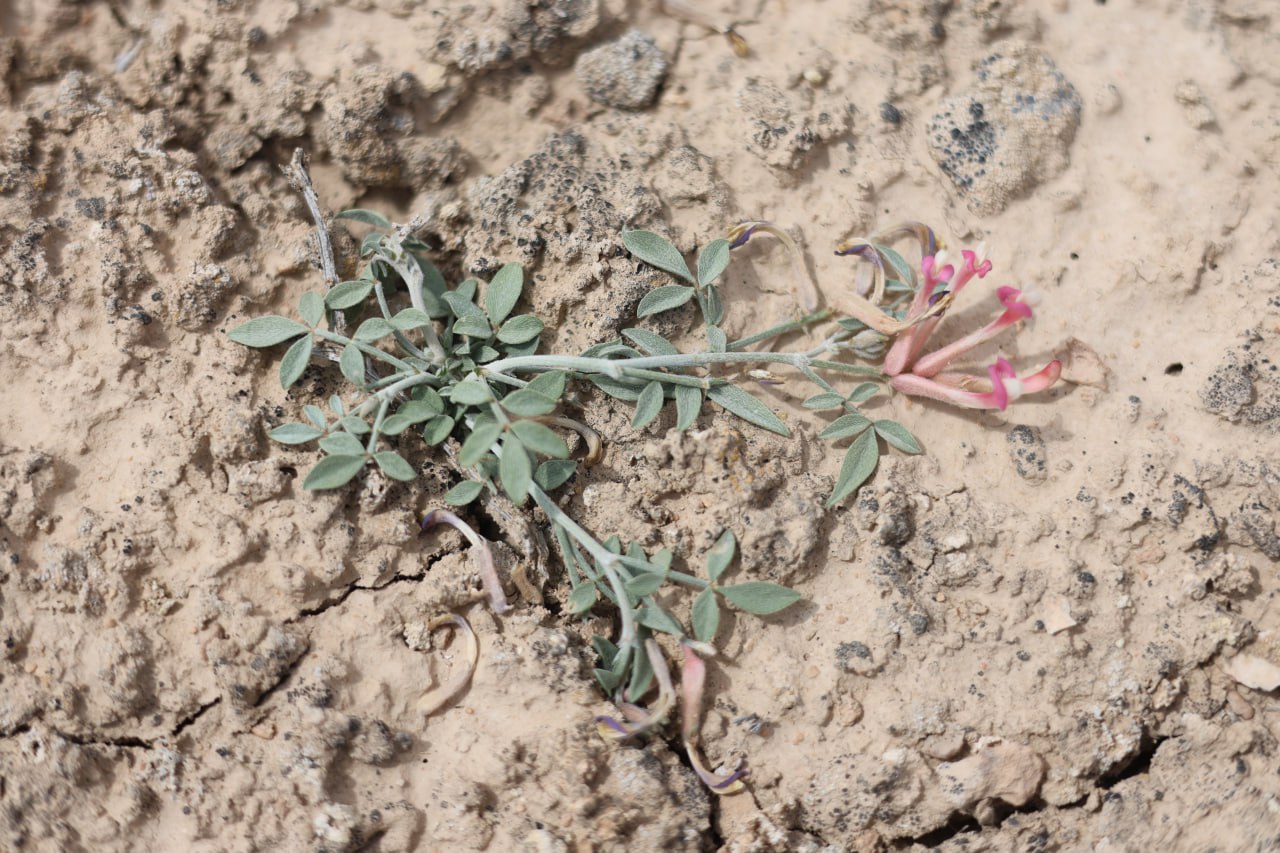 Изображение особи род Astragalus.