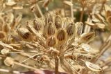 Heracleum lehmannianum