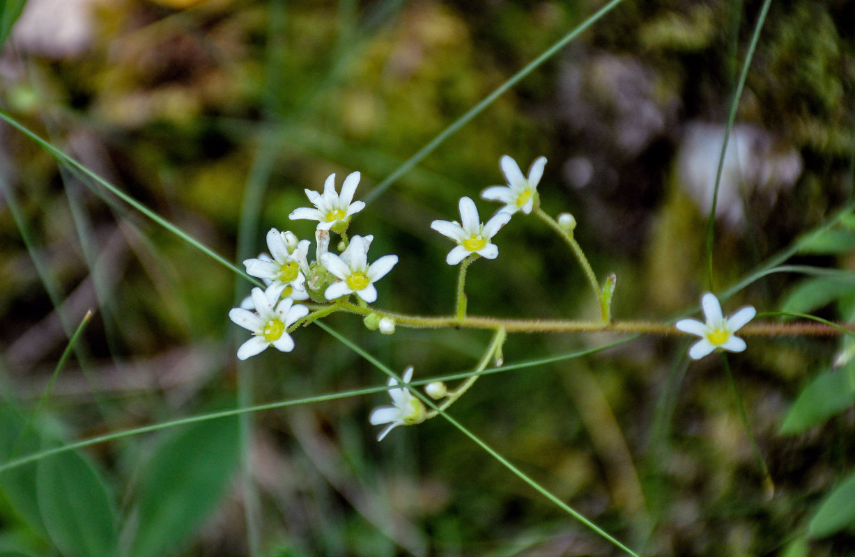 Изображение особи Saxifraga paniculata.