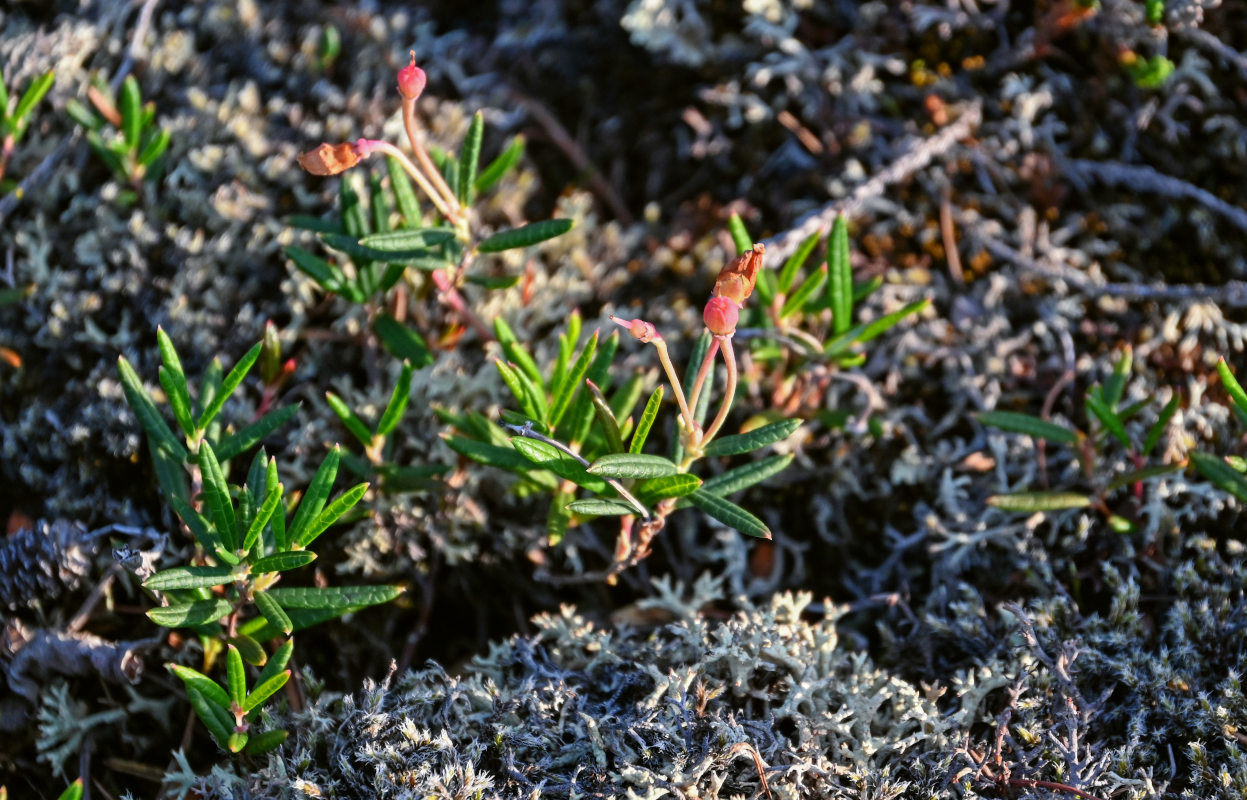 Изображение особи Andromeda polifolia.