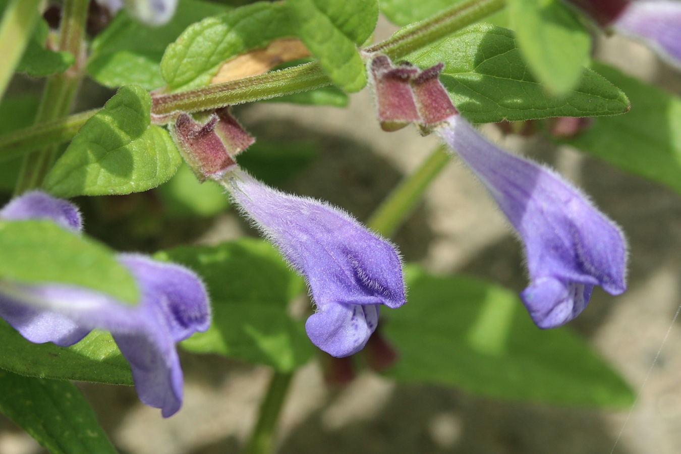 Image of Scutellaria galericulata specimen.