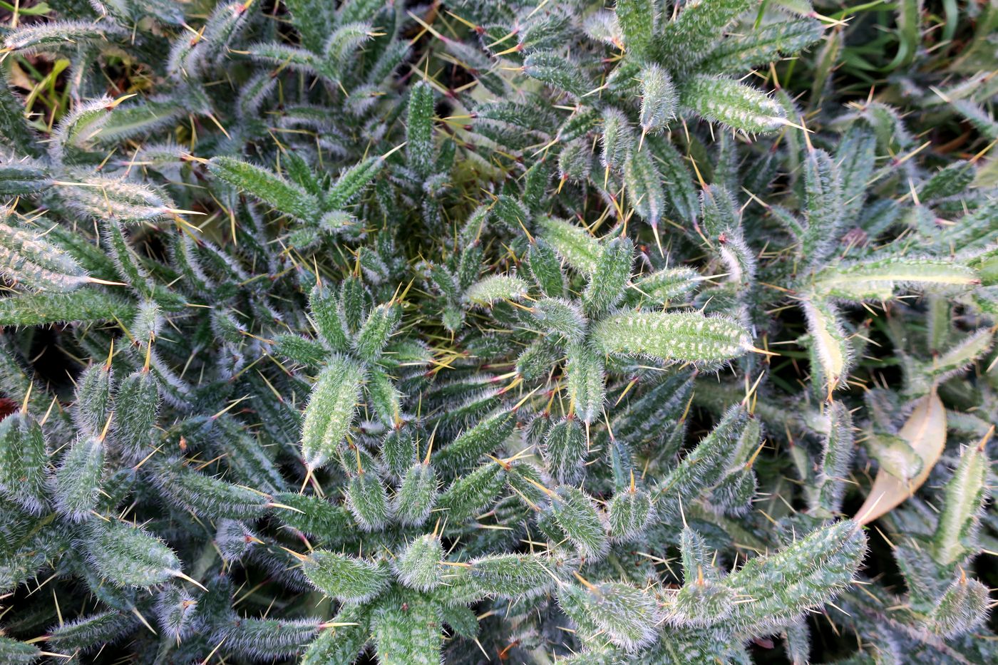 Image of Cirsium vulgare specimen.