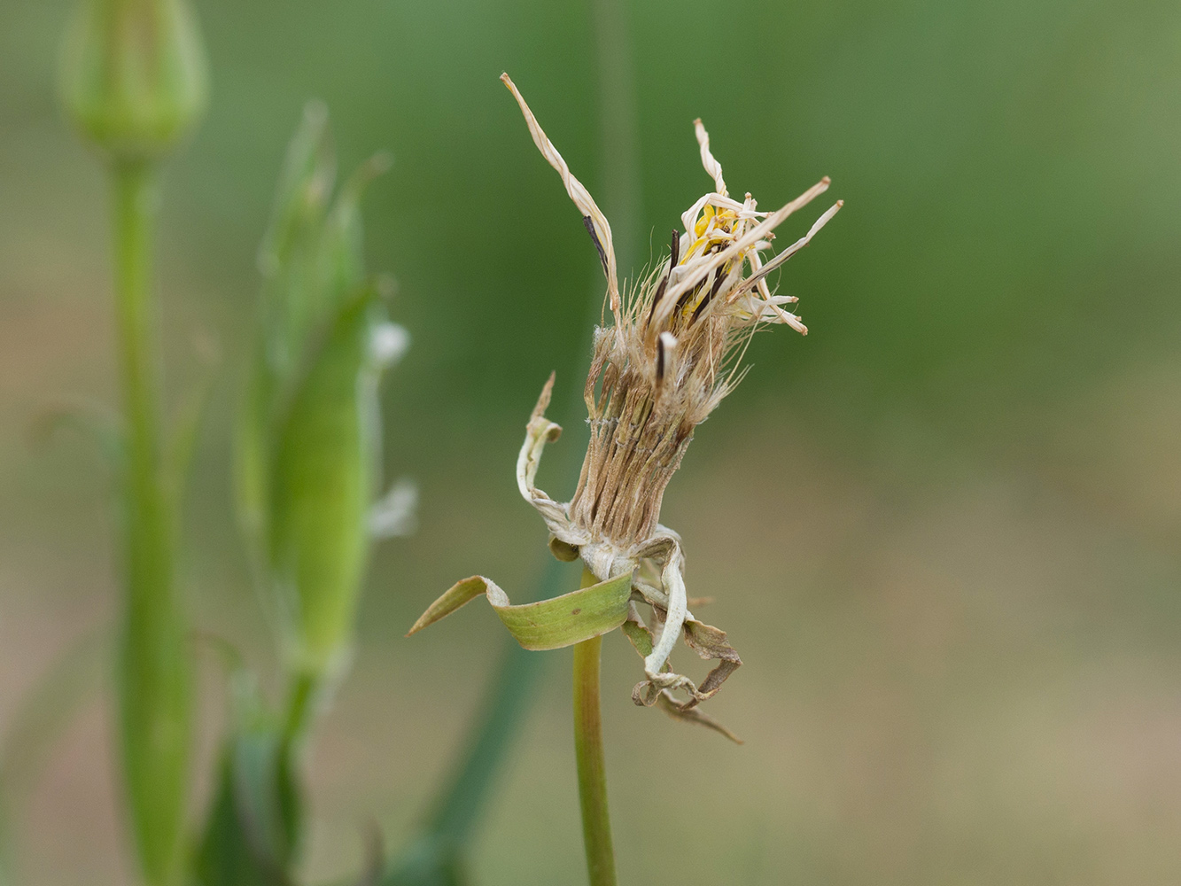 Image of Tragopogon dasyrhynchus specimen.