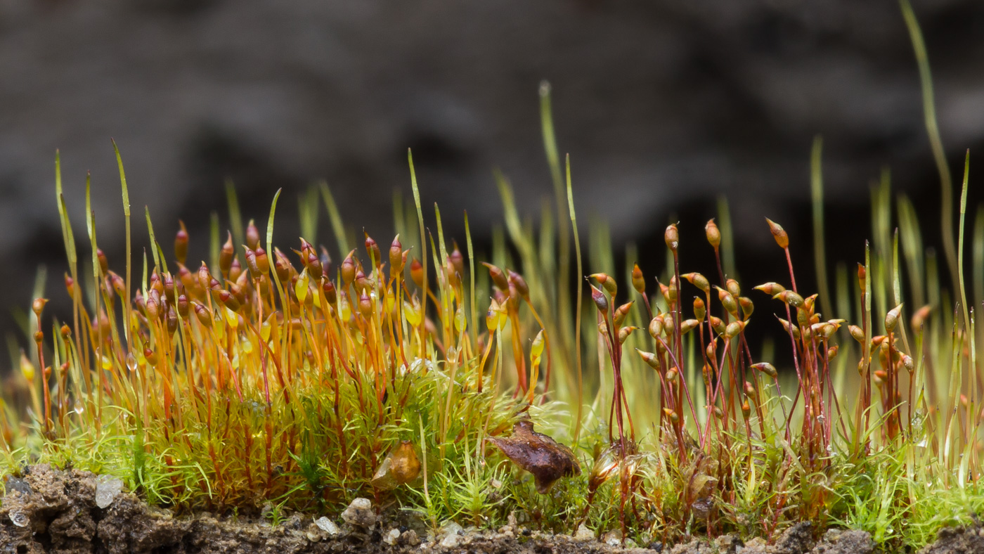 Изображение особи Dicranella rufescens.