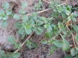 Amaranthus blitoides