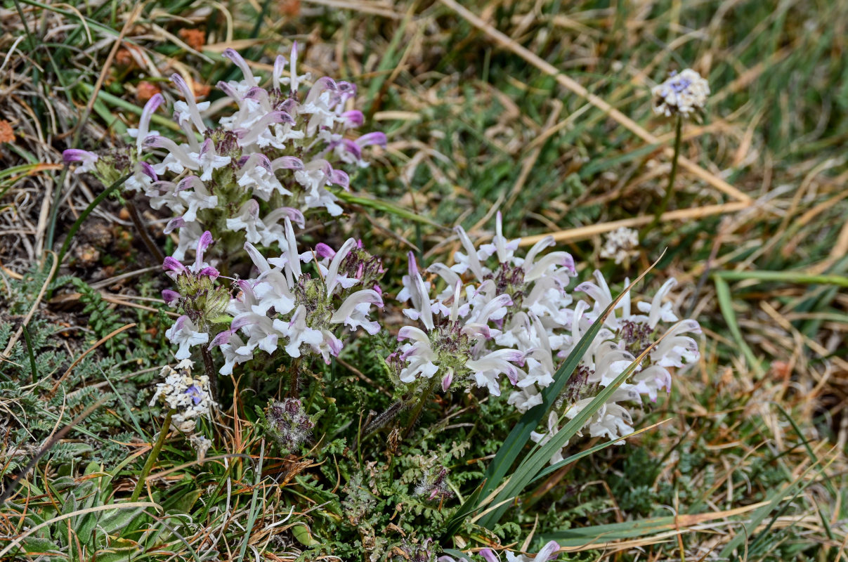 Image of Pedicularis cheilanthifolia specimen.