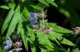 Geranium erianthum