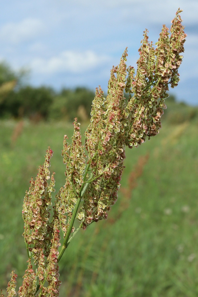 Изображение особи Rumex thyrsiflorus.